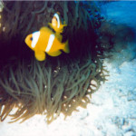 Red Sea Clownfish