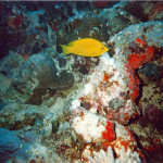 Slingjaw Wrasse